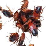 Shelfordella lateralis (ex tartara)(10 unità)