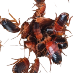 Shelfordella lateralis (ex tartara)(10 unidades)