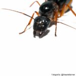 camponotus