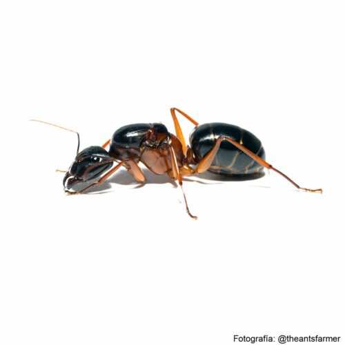 hormiga exótica antderground