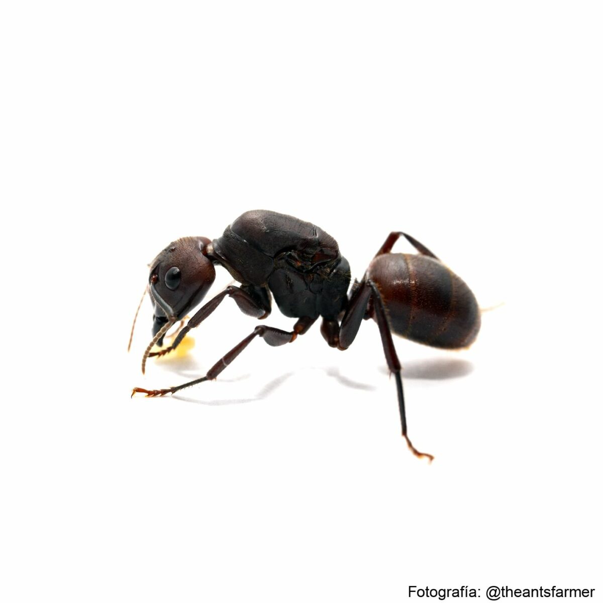 Camponotus Misturus hormiga reina