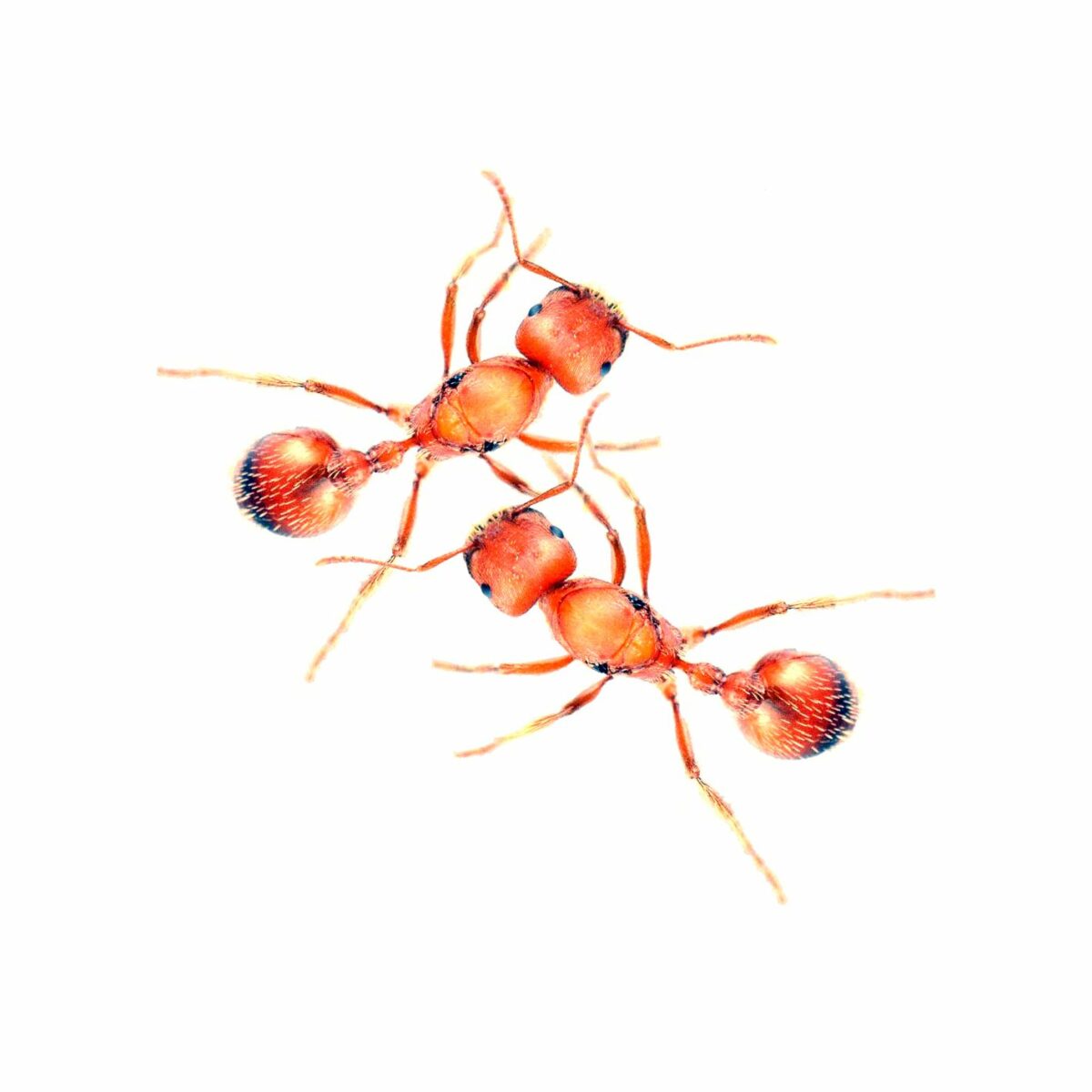 Pogonomyrmex californicus