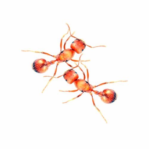 Pogonomyrmex californicus