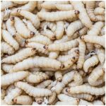 larve camole del miele (Galleria Mellonella)