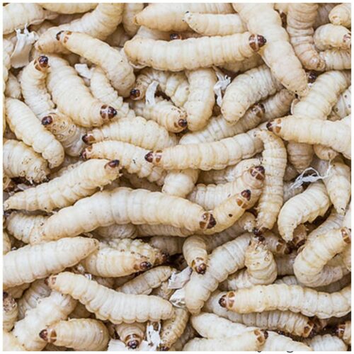 cuc de la mel (Galleria Mellonella) aliment viu ideal per a formigues, rèptils, amfibis