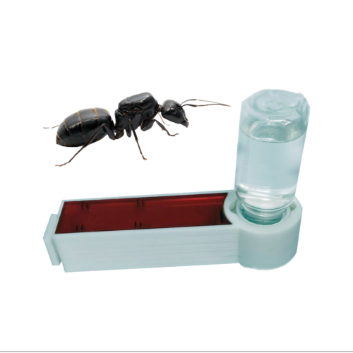 Antdertube +Camponotus japonicus