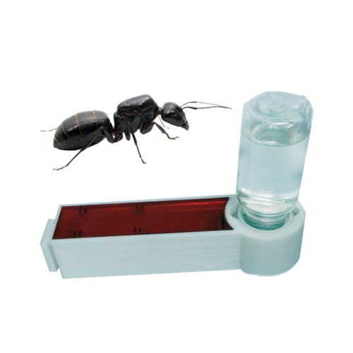 Antdertube +Camponotus japonicus
