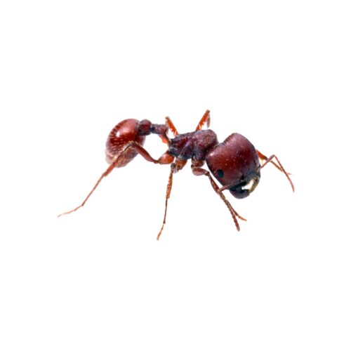 formiga reina Pogonomyrmex wheeleri
