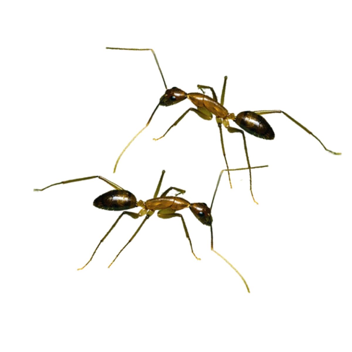 camponotus carin Queen ant
