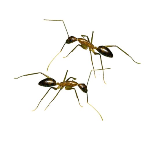 camponotus carin