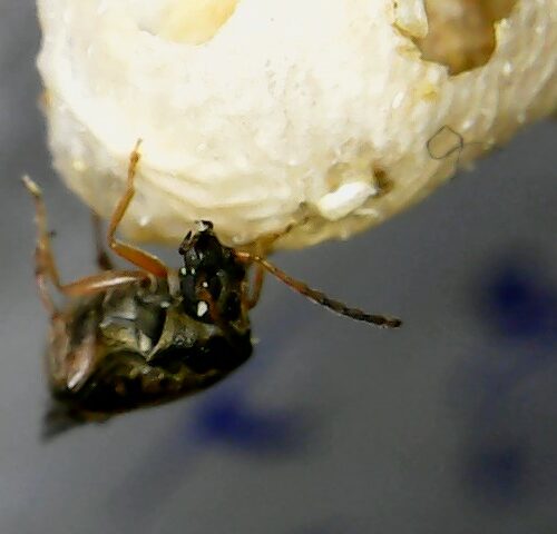 Bean Weevil (Callosobruchus maculatus)