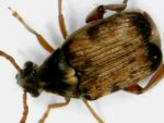 Bean Weevil (Callosobruchus maculatus)