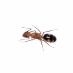 Camponotus coloratus