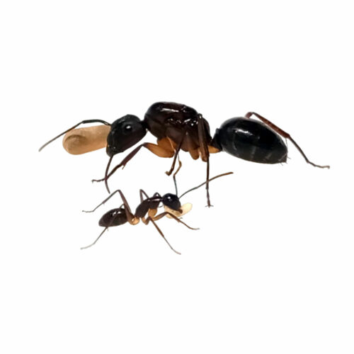 Camponotus renggeri