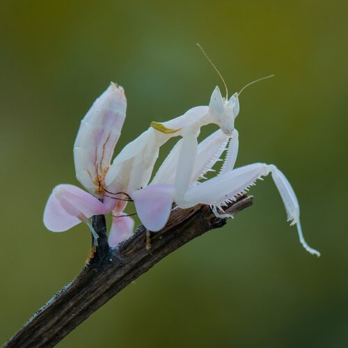 Hymenopus-coronatus-mante orchidée