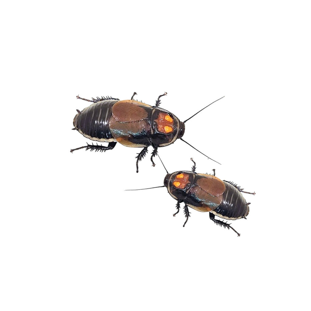 cucarachas Lucihormetica verrucosa
