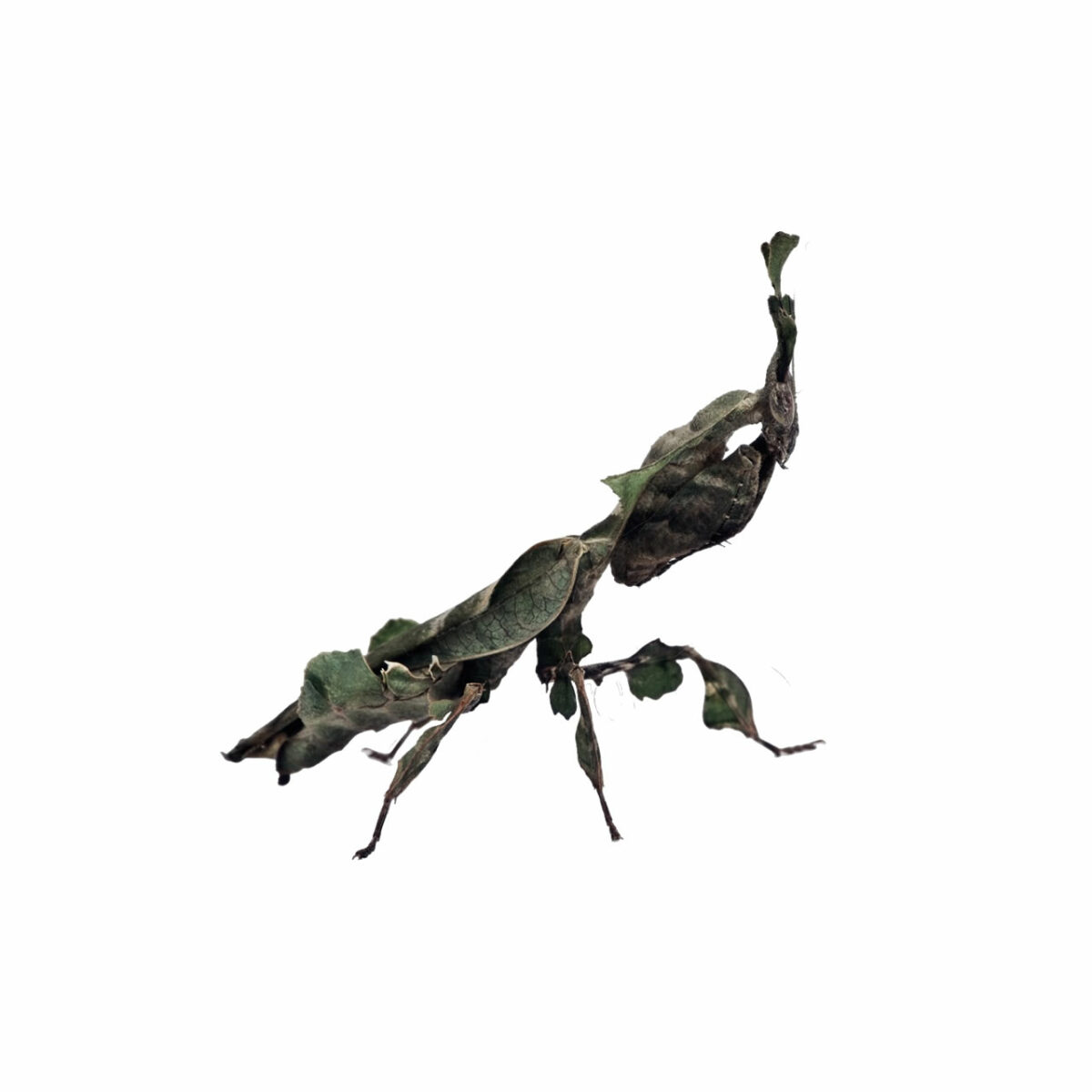 Geistermantis (Mantiden)