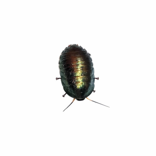Pseudoglomeris magnifica (cucaracha esmeralda)