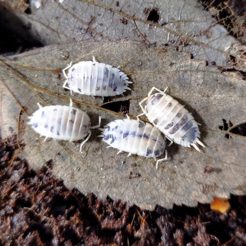 Porcellio laevis "Dairy Cow"