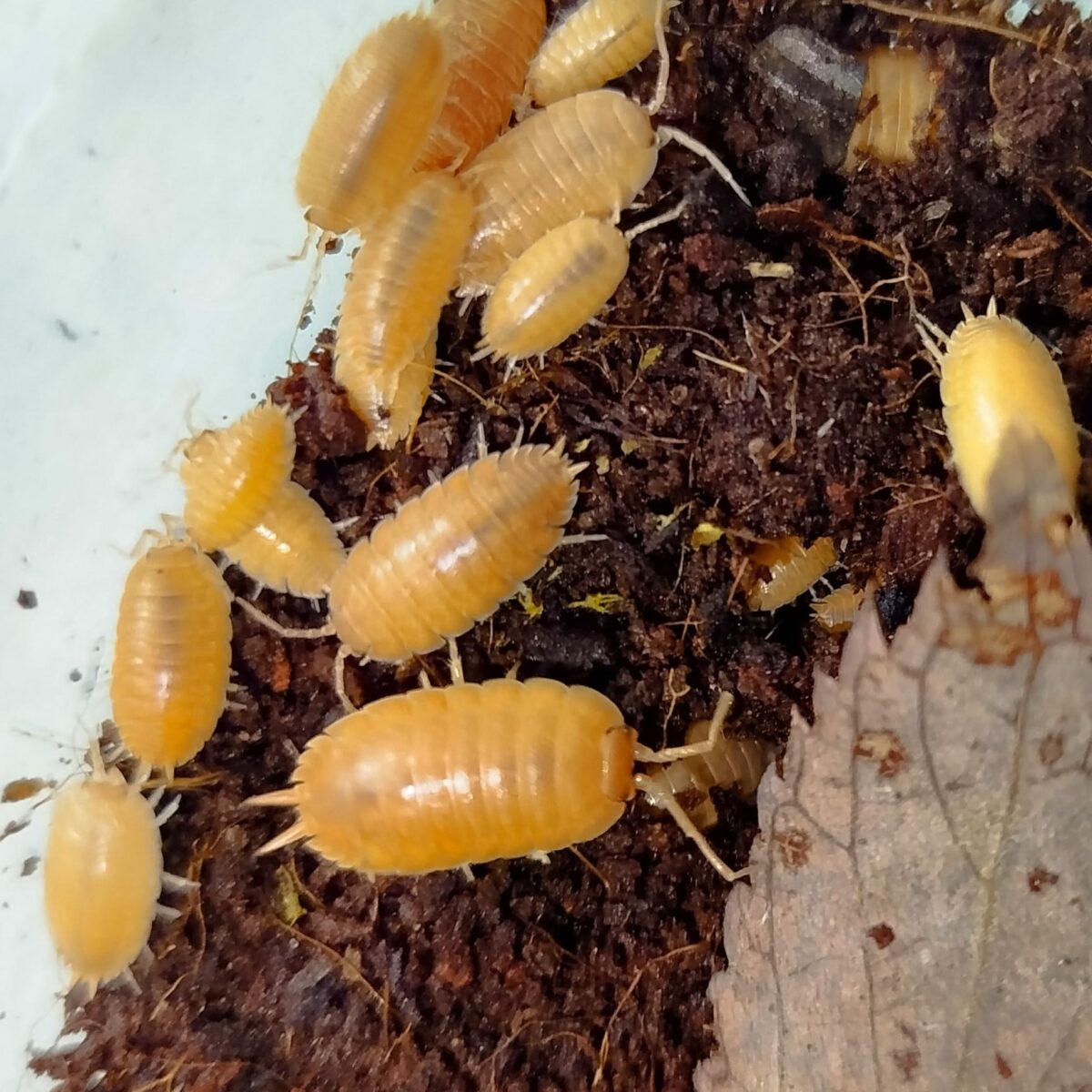 Porcellio laevis orange