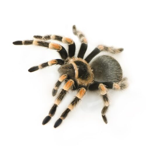 Brachypelma hamorii (ex smithi)