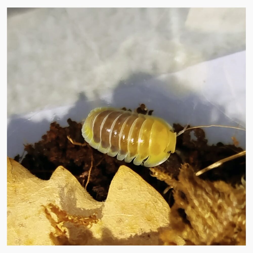 Cubaris Jupiter Isopod Isopoda ANTDERGROUND cubaris-jupiter-isopod-isopoda-antderground