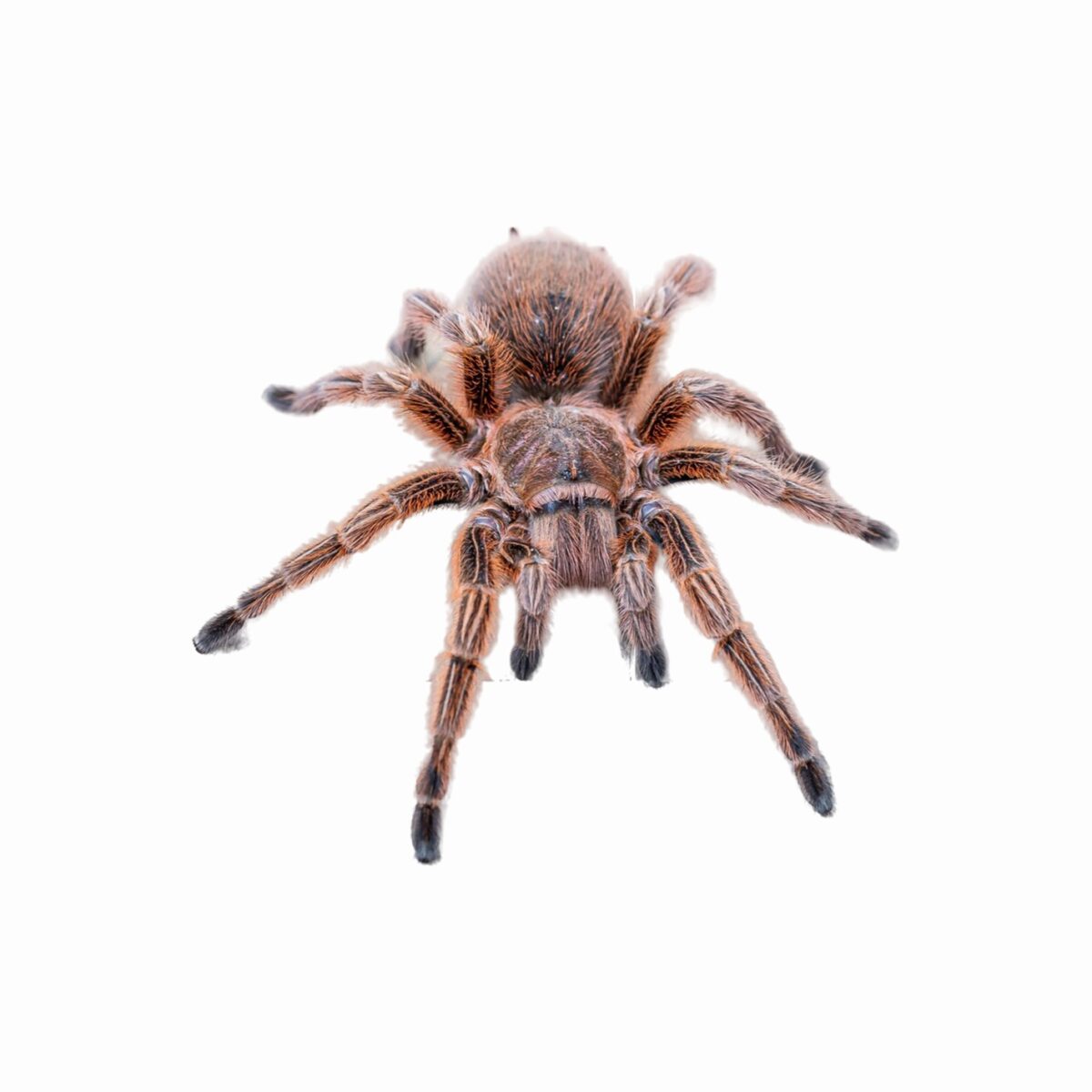 Grammostola porteri (Rosea)