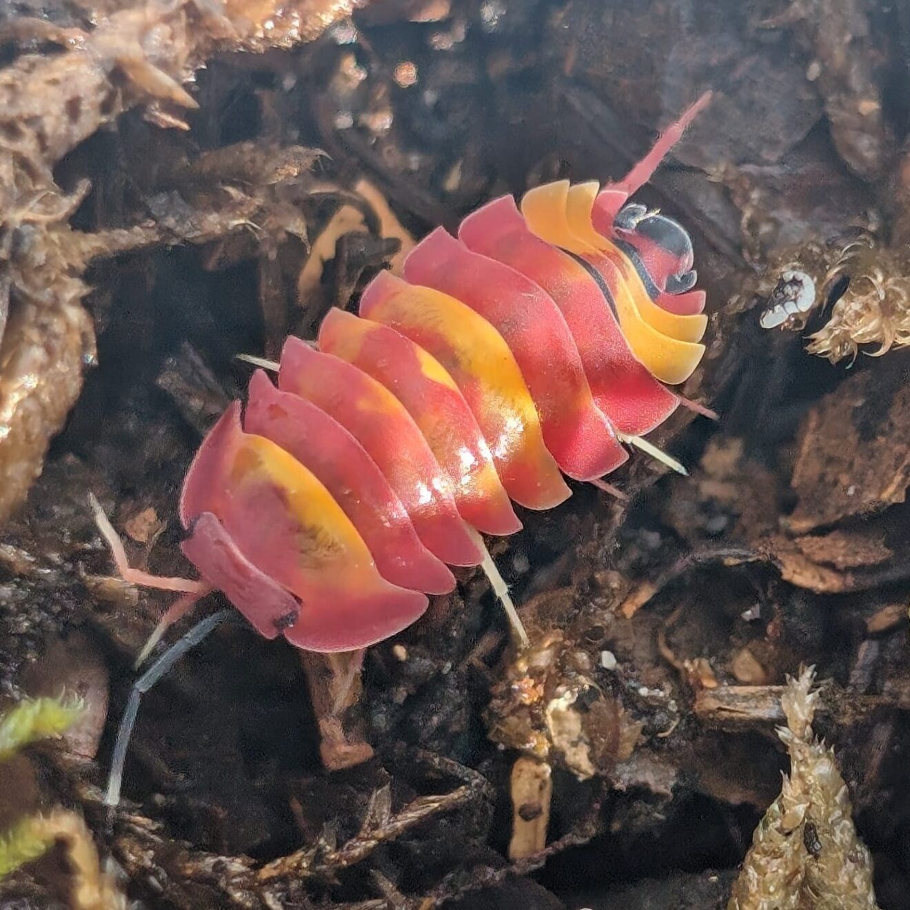 Merulanella Scarlett | Isopods (isopoda) - ANTDERGROUND