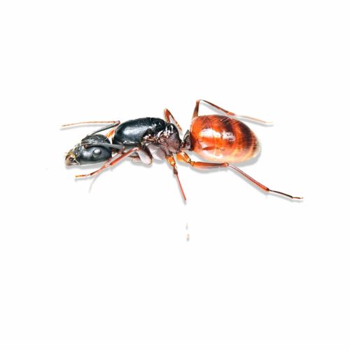 Camponotus Ca02