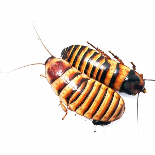 cucarachas Elliptorhina javanica