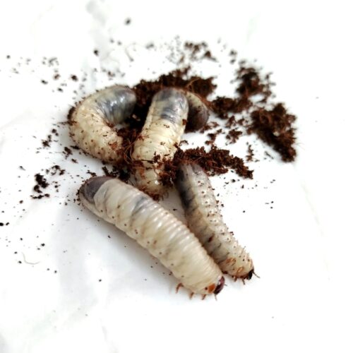 Dola larvae (pachnoda)