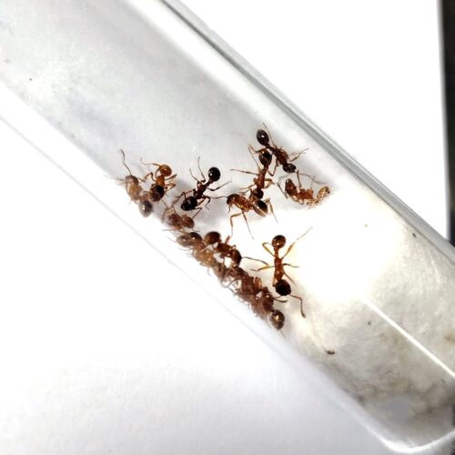 Myrmica rubra