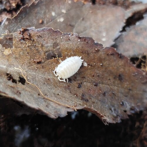 Porcellio laevis white