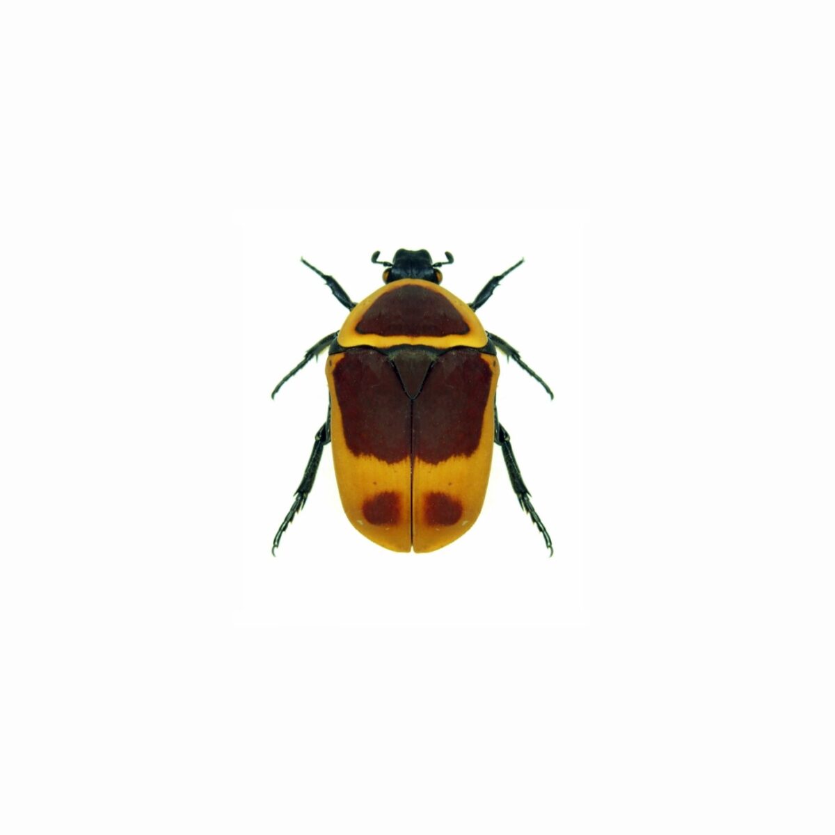 escarabajo-Dola-pachnoda.jpg