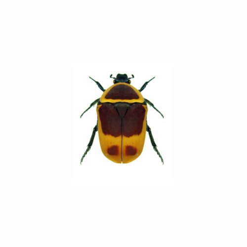 escarabajo-Dola-pachnoda.jpg