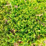 Forest moss