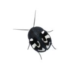 Therea olegrandjeani