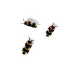 merulanella tricolor