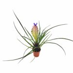 Tillandsia cyanea 'Anita' (Bromelia Piuma Rosa)