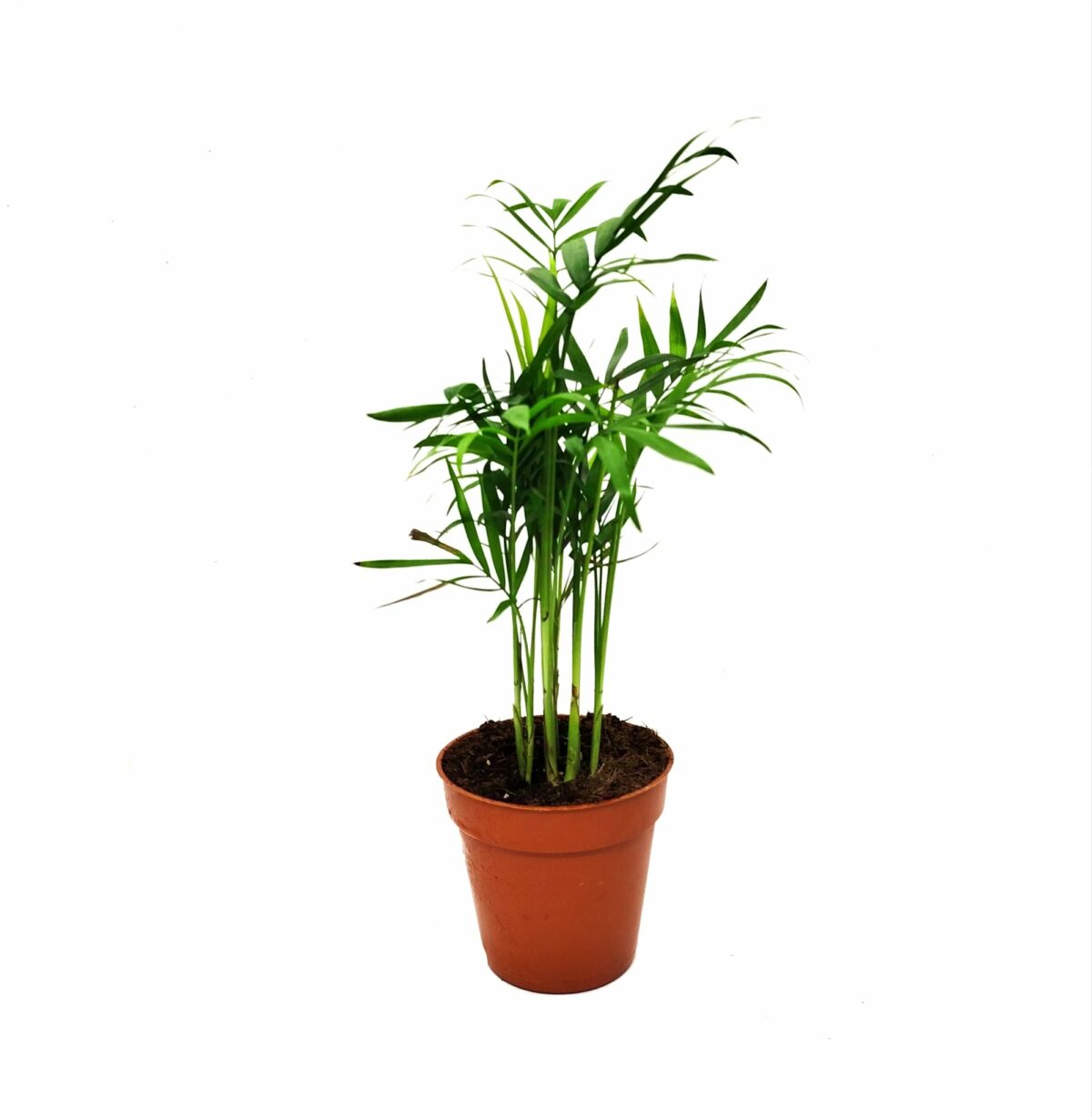 chamaedorea elegans