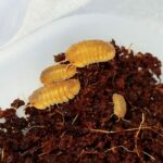 Cubaris sp. "Red Edge Orange"