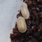 Cubaris caramel cream