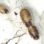 Porcellio laevis milkback