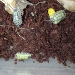 Armadillidium gestroi "Milky"