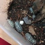 Armadillidium gestroi White Spotted