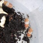 Cubaris Panda King Red