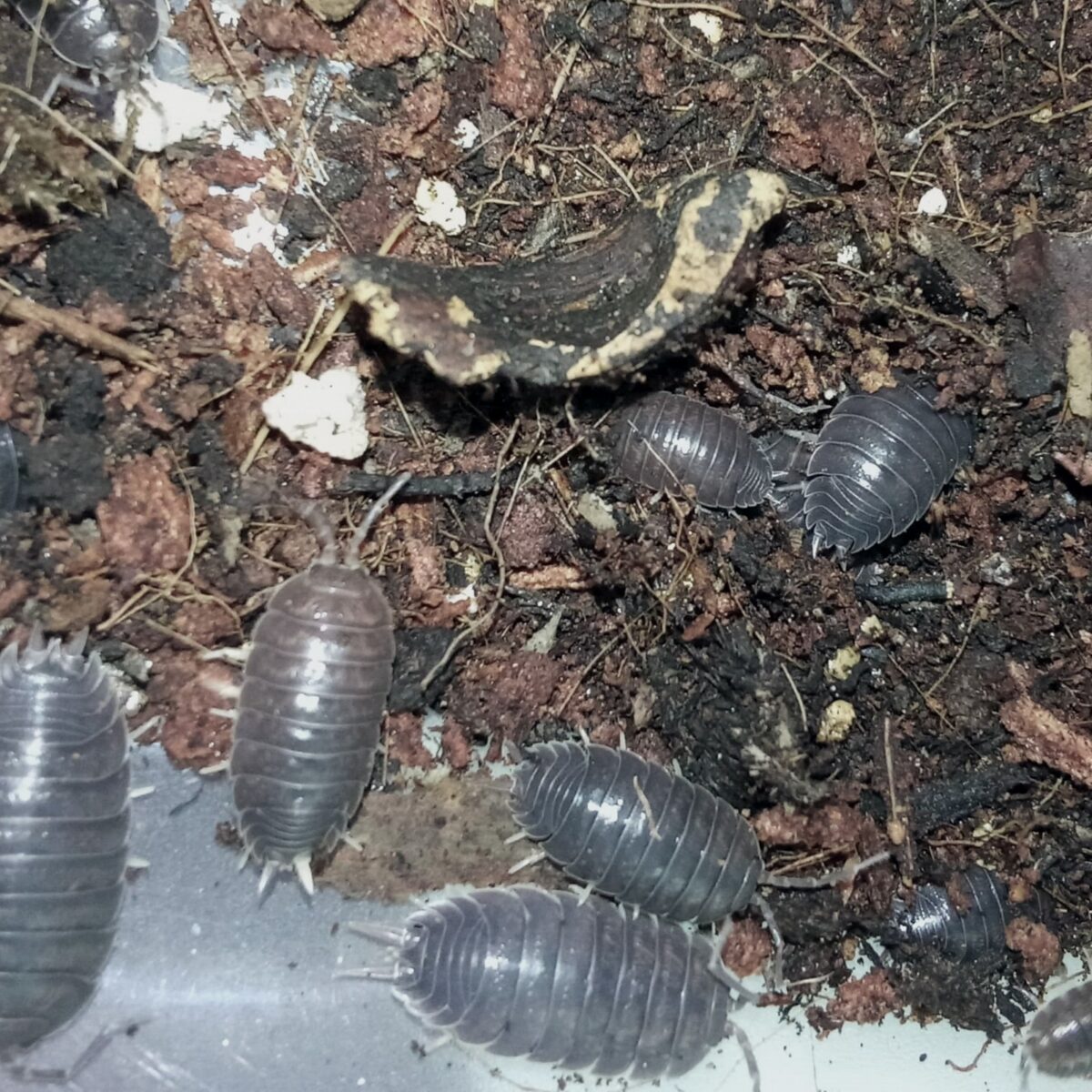 Porcellio laevis Black