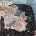 Trachelipus caucasius