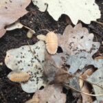 Armadillidium Pallasii “Orange”