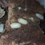 isopodos exoticos Armadillidium granulatum White Pearl